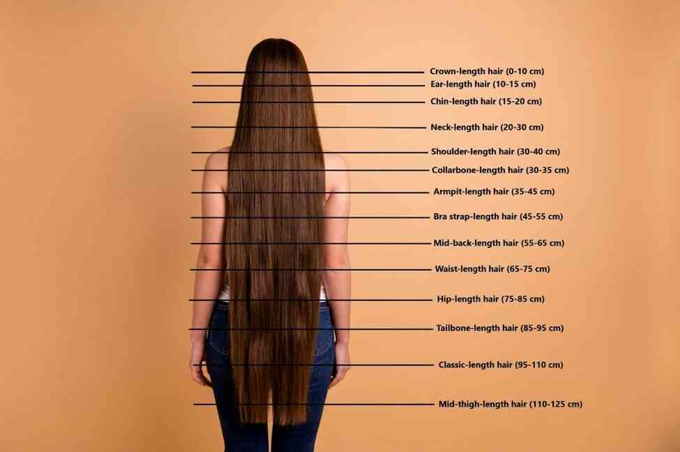 Average length falls around 12 to 16 inches